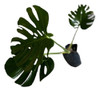 Monstera O Esqueleto De Caballo 1