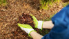 Mulching 600 Gramos / 30 Litros Paja De Trigo Sustrato 4