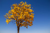 Guaran Amarillo Grande  , Arbol Para La Vereda 0
