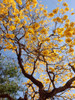 Guaran Amarillo Grande  , Arbol Para La Vereda 2