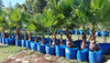 Palmeras Washingtonias En Tanque 1
