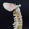 Modelo Coluna Vertebral Esqueleto Humano 4