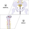 Modelo Coluna Vertebral Esqueleto Humano 7