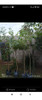 Lapacho 2