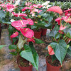 Planta Anturio P12 1