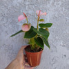 Planta Anturio P12 4