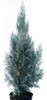 Cupressus Arizónica Horizontalis  Glauca, Por Mayor ! 0