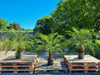 Palmera Fenix. 2