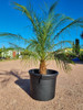 Palmera Fenix. 6