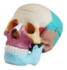 Craneo Color, Material Didactico Para Enseñanza, J3c119104c 0