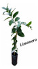 Limonero !!! 1