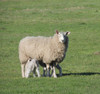 Carneros Border Leicester (lavalleja) 5