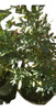 Planta Ruda Macho P La Suerte 0