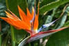 Pajarito, Planta De---- Esterlicia -- Muy Decorativa!!! 0