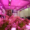 Lampara Led 50w Full Espectro E27 Indoor Auto Cultivo Grow 5