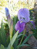 Iris Germanico Azul / Violaceo 1