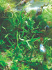 Microsorum Pteropus  True Needle Leaf 2