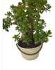 Planta- Arbol De Jade ( Gran Tamaño ) 10k - No Hago Envios 0