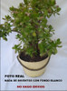 Planta- Arbol De Jade ( Gran Tamaño ) 10k - No Hago Envios 1