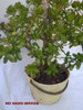 Planta- Arbol De Jade ( Gran Tamaño ) 10k - No Hago Envios 3