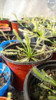 Planta Carnivora Droseras Capensis! 1