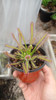 Planta Carnivora Droseras Capensis! 3