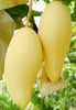 Planta De Mango Injertado (variedad Manila) 2