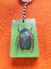 Llavero Con Insecto Escarabajo Verde 1