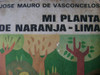 Planta Naranja Lima 0