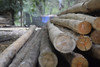 Postes Vigas Ø 14-16 X Mtr Lineal Eucalipto Tirantes Columna 3