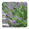 Aceite Esencial Pranarom Lavanda 10ml 2