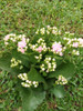 Planta Kalanchoe Rosada 1