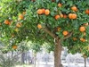Mango, Arbol Con Tr. Gr. Injertado De 1,10 Mt. Alt. !!!! 3