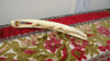 Talla Oriental Antigua Cocodrilo Para Vitrina Mirala 0