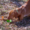 Hyper Pet Tennis Chewz Juguetes Interactivos Para Perros 2