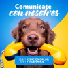 Mapu Perro Adulto Mordida Pequeña 9kg. Envíos A Todo El País 4