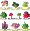 Pack De 24 Mini Plantas Suculentas Artificiales Sin Maceta 1