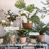 Rinlong Eucalipto Colgante Falso Maceta Con Colgador Macramé 6