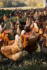 Huevos De Gallina Libre De Jaula Eggs Höns. (color) 30 Und 4