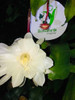 Aceite Esencial Puro Dama De La Noche Epiphyllum Oxipetalum 1