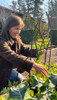 Tutor Para Plantas Arco Gótico Sin Pintar Grande 50 X 180 1