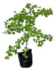 Arbol Ginkgo Biloba 0
