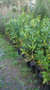 Pittosporum 3