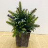 Planta Podocarpo  Artificiales En Maceta 6