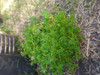 Sedum Decorativo 5