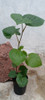 Planta Kava Kava 3