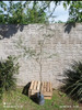 Árbol Acacia Mimosa Envío Gratis 2