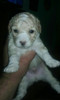 Caniche Mini Bebés 2