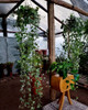 Hiedra Planta Colgante De Interior. 5