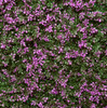 Jardín Vertical Muro Verde Artificial Violet Veil M2 1